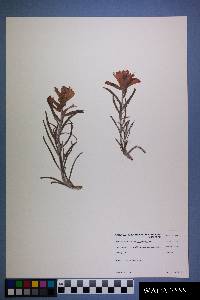 Castilleja integra image